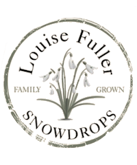 Louise Fuller Snowdrops