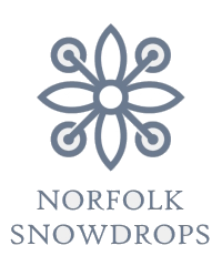 Norfolk Snowdrops