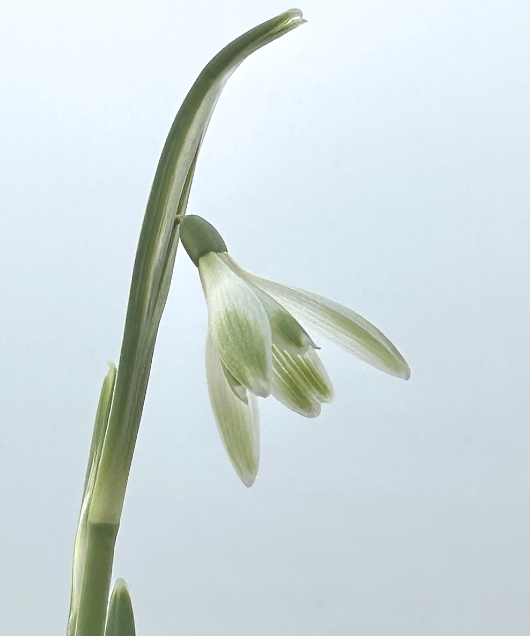 Galanthus nivalis 'Alan's Treat'
