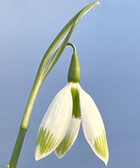 Galanthus 'Chantry Bonus'