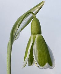 Galanthus 'Dryad Demeter'