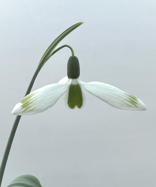 Galanthus 'Glenchantress'