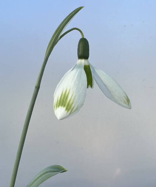 Galanthus 'Glenchantress'