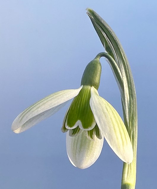Galanthus nivalis 'Lime Time'
