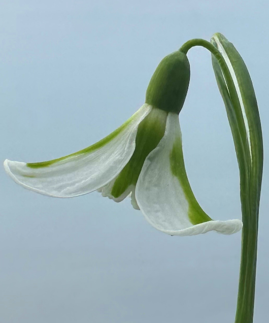 Galanthus 'Philippe André Meyer'