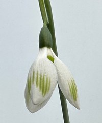 Galanthus elwesii 'Rainbow Farm Christmas Humbug'