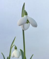 Galanthus 'Rainbow Snowgoose'