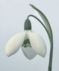 Galanthus 'Rainbow Yo-Yo'